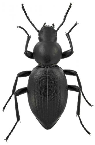 Réf. 93 782 : Tentyria ramburi