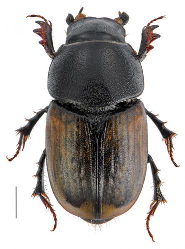 Réf. 93 829 : Colobopterus erraticus