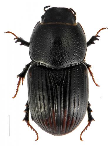 Réf. 93 828 : Otophorus haemorrhoidalis