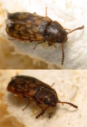 Mycetophagus multipunctatus