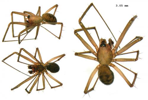 Réf. 93 515 : Taranucnus setosus