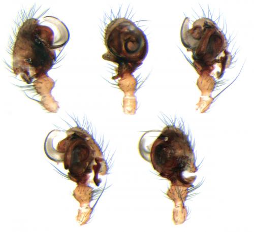 Réf. 93 540 : Taranucnus setosus
