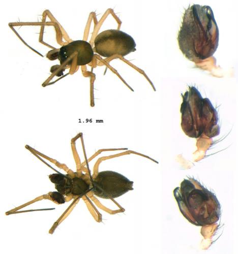 Réf. 93 622 : Kaestneria pullata