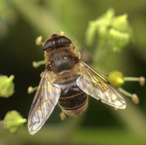 Eristalis tenax