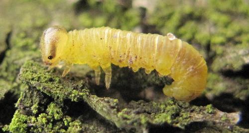 Réf. 93 212 : Pristiphora leucopus