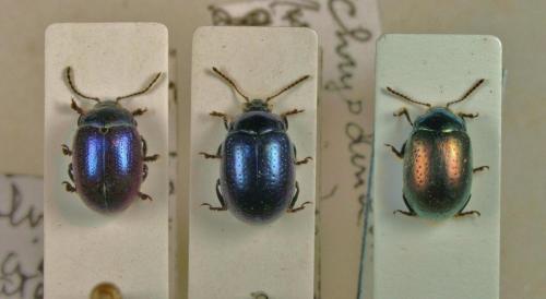 Chrysolina divers