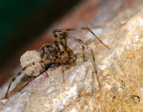Nesticus cellulanus