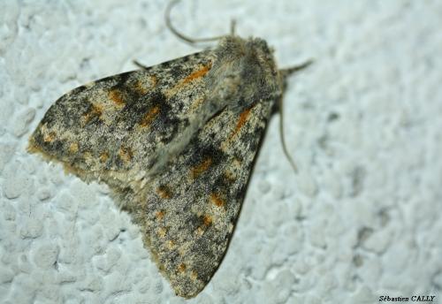 Réf. 93 082 : Polymixis rufocincta
