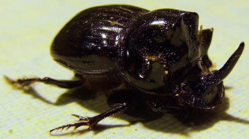 Copris lunaris