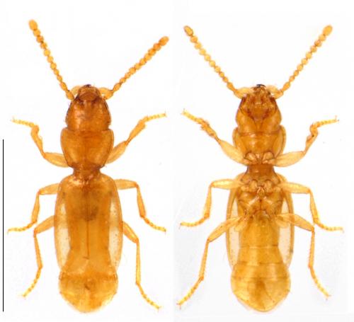 Réf. 93 715 : Hypotyphlus aubei