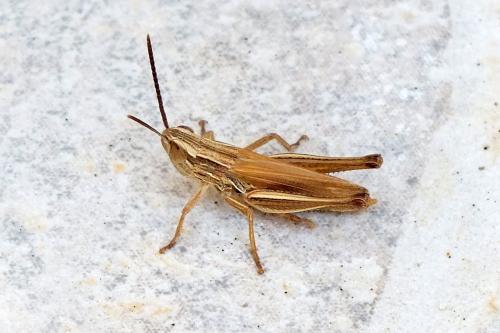 Euchorthippus elegantulus