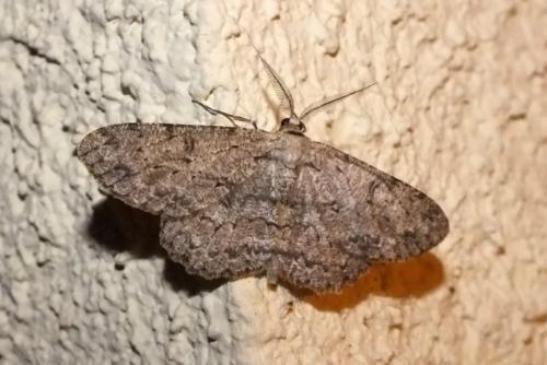 Réf. 93 267 : Hypomecis punctinalis