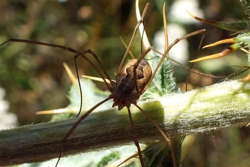 Réf. 93 320 : Phalangium opilio