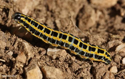 Anarta pugnax