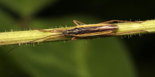 Notostira erratica