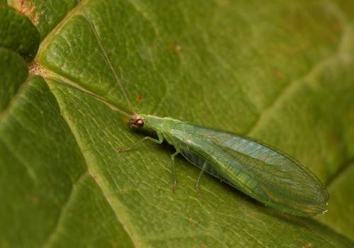 Réf. 93 893 : Peyerimhoffina gracilis