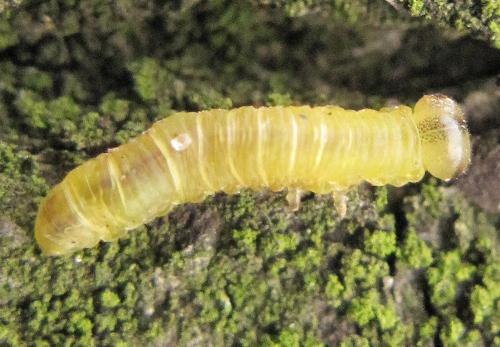 Réf. 93 213 : Pristiphora leucopus