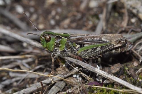 Myrmeleotettix maculatus maculatus