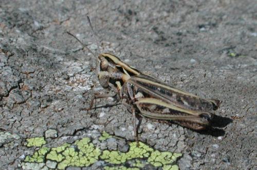 Myrmeleotettix maculatus maculatus