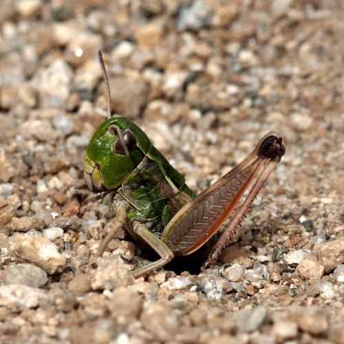 Gomphoceridius brevipennis