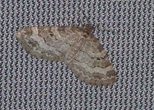Pterapherapteryx sexalata
