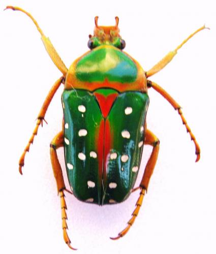 Réf. 93 490 : Stephanorrhina guttata