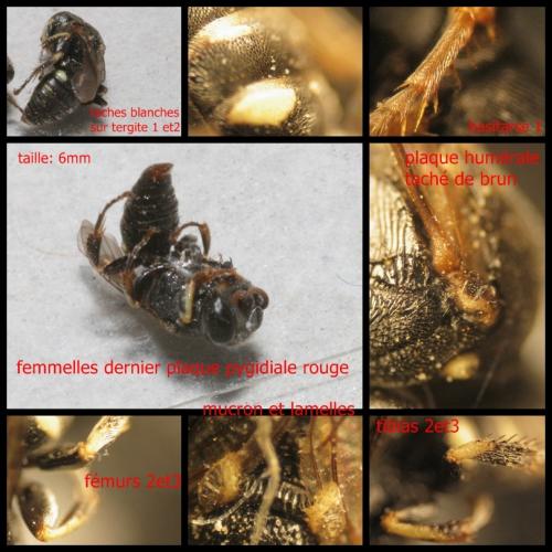 Oxybelus sp.