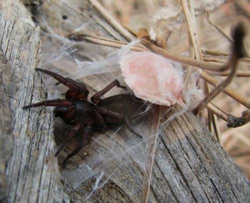 Réf. 93 530 : Haplodrassus sp.