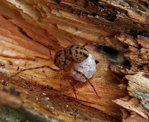 Réf. 93 528 : Scytodes thoracica