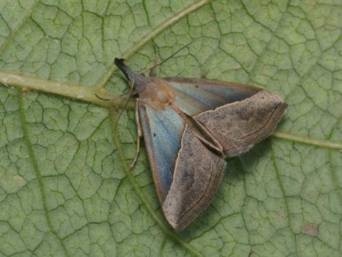 Réf. 93 891 : Hypena lividalis