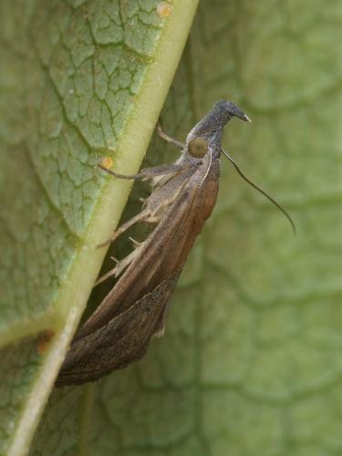 Réf. 93 892 : Hypena lividalis