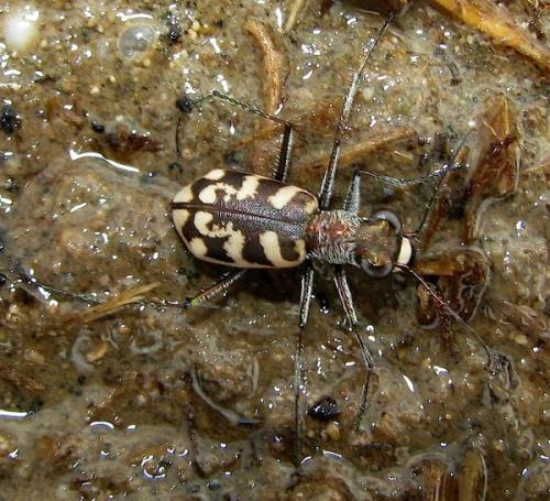 Réf. 93 728 : Cephalota circumdata leonschaeferi