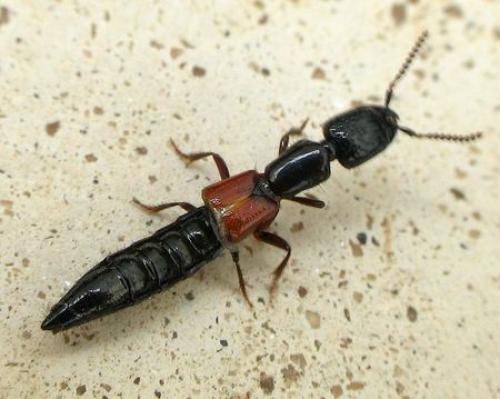 Gauropterus fulgidus