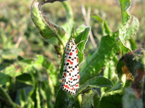 Réf. 93 416 : Utetheisa pulchella