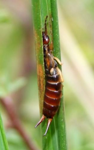 Forficula auricularia