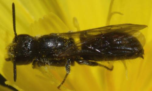 Réf. 93 102 : Chelostoma sp.