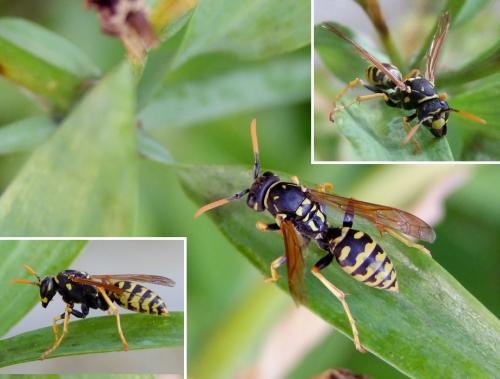 Polistes dominula