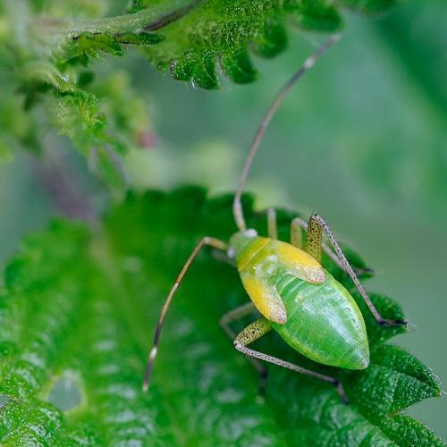 Réf. 93 283 : Adelphocoris sp.
