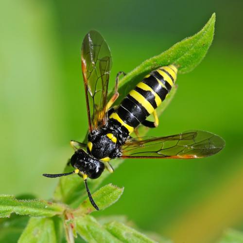 Réf. 93 201 : Tenthredo (marginella-thompsoni)