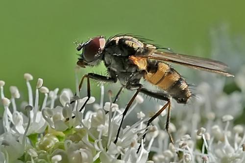 Hydrophoria ruralis