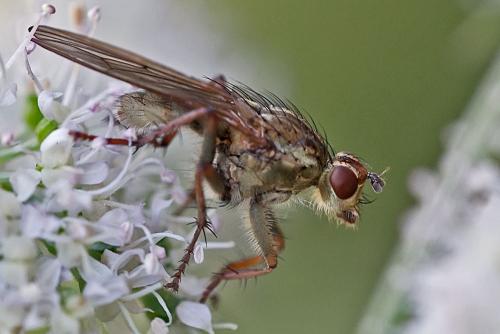Scathophaga stercoraria