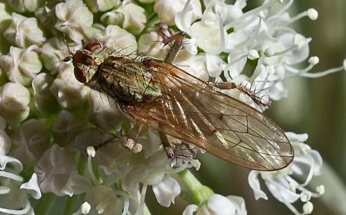 Scathophaga stercoraria