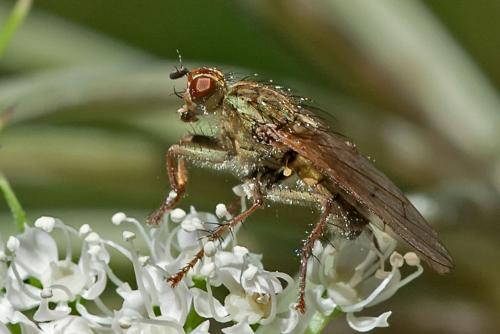 Réf. 93 010 : Scathophaga stercoraria