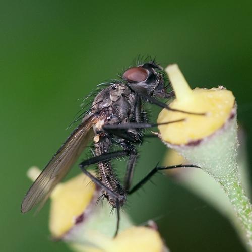 Réf. 93 090 : Delia radicum
