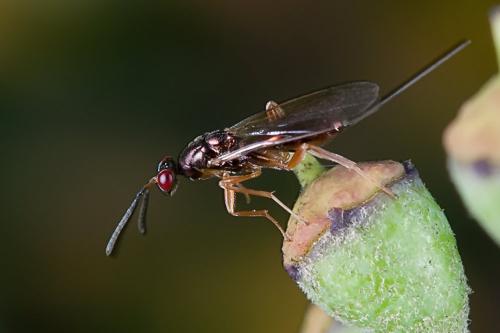Toryminae