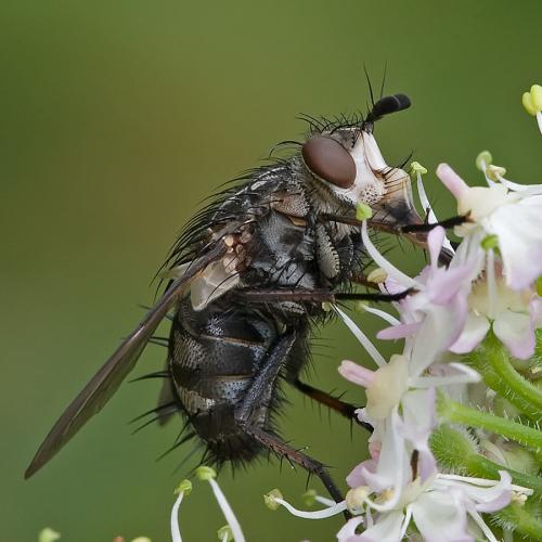 Linnaemya sp.