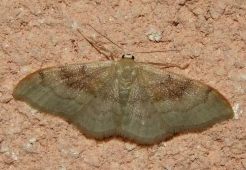 Réf. 93 228 : Idaea degeneraria