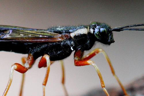 Réf. 93 378 : Xeris pallicoxae