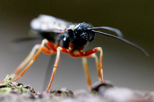 Xeris pallicoxae