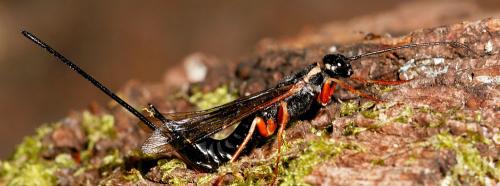 Xeris pallicoxae